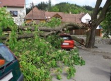 Kwikfynd Tree Cutting Services
aratulaqld