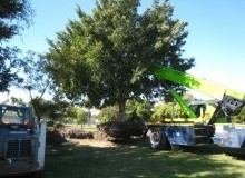 Kwikfynd Tree Management Services
aratulaqld
