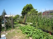 Kwikfynd Vegetable Gardens
aratulaqld